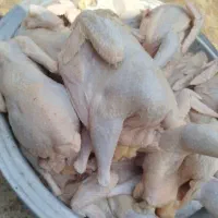 حراج مرغ محلی پاک شده آماده پخت کردن