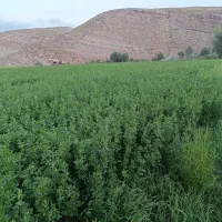 زمین|فروش زمین و ملک کلنگی|نیر (اردبیل), |دیوار