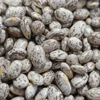 لوبیا ارتشی|خوردنی و آشامیدنی|تهران, ایرانشهر|دیوار