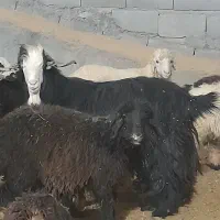 پازن فروشی ۱ران جوان