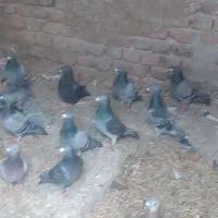 تعدادی کبوتر مساتی