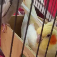 دوعدد طوطی عروس