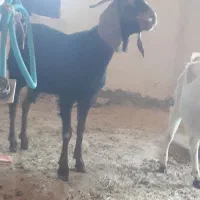 دوعد بز جوان چاق|حیوانات مزرعه|خواف, |دیوار