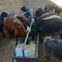 بز  و بره و میش همه فروشی|حیوانات مزرعه|جوادآباد, |دیوار