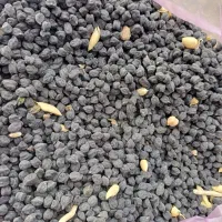 فروش نخود سیاه