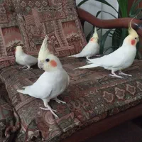 عروس هلندی سالم و دستی