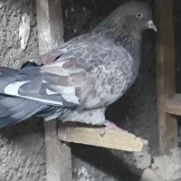 پرنده|پرنده|اهواز, بیست متری شهرداری|دیوار