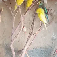 مرغ عشق و فنچ