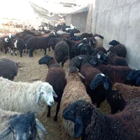 بره شیشک میش قوچ بزغاله، بز|حیوانات مزرعه|پیشوا, |دیوار