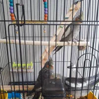 عروس هلندی سخنگو|پرنده|گنبد کاووس, |دیوار