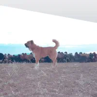 سگ خوب،|سگ|قم, شهر قائم|دیوار