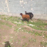 2راس شیشک گوشتی