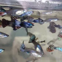 ماهی کوپی مولد بزرگ نژاد تایگر بلو اسکای