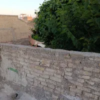 سوسنگرد