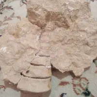 فسیل صدفی|کلکسیون اشیاء عتیقه|شیراز, شهرک گلستان|دیوار