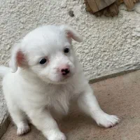 سگ شیتزو|سگ|کنارک, |دیوار