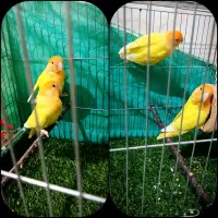 طوطی برزیلی