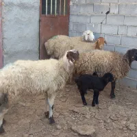 میش بره دار شیشک