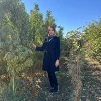 فروش نهال گردو وبادام ویژه سرمایه‌گذاری+درآمد بالا