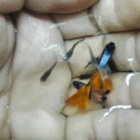 گوپی ومیگو .|ماهی|کرمان, |دیوار