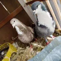 فرش با طرح کبوترکبوتر