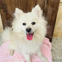 پامرنژاد اصیل