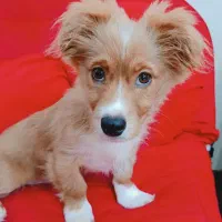 سگ پامر روباهی