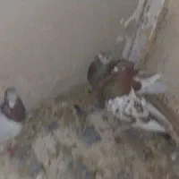 پلاکی|پرنده|شیراز, تلخ داش|دیوار