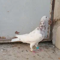 کفترپرشی|پرنده|اسفراین, |دیوار