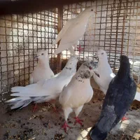 تعدادی کبوتر کله ای زاغ سفید سرور|پرنده|بافت, |دیوار