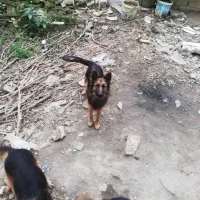 سگ ماده ژرمن شپرد|سگ|شفت, |دیوار