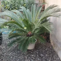 گل سیکاس و کاج مطبخ بزرگ زیبا و چندساله