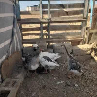 غاز بالغ با گوشت طبیعی