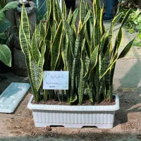 سانسوریا بازار گل محلاتی گل آپارتمانی
