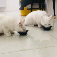 گربه