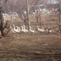 یک عدد غاز نر خومالی بفروش میرسد