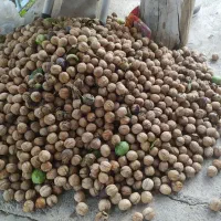 1000متر باغ ویلای مرند