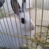 خرگوش شیطون بامزه با غذاش ۱۵۰ تومن|موش و خرگوش|آباده, |دیوار