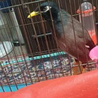 مرغ مینا نر سخنگو