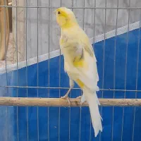 قناری ماده آماده تا حالا جفت نخورده