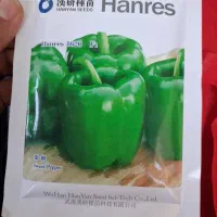 نشا فلفل دلمه بذر هانرس honres گلخانه ای