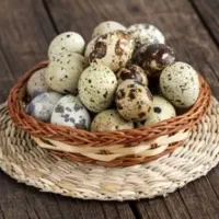 تخم بلدرچین نطفه دار