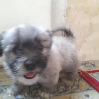 توله تریر فلت