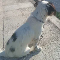 سگ پاکوتاه گمشده|سگ|جیرفت, |دیوار