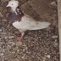 شیخ|پرنده|بندر گناوه, |دیوار
