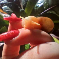 حلزون غول‌پیکر آلبینو ( پک ویژه + هدیه )