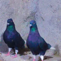 کبوتر زاغ دمسفید یا اشعل