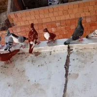 کبوتر