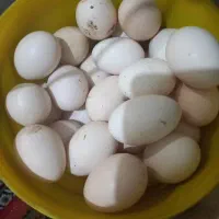 تخم مرغ محلی