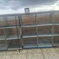 جفت کن کبوتر پرشی